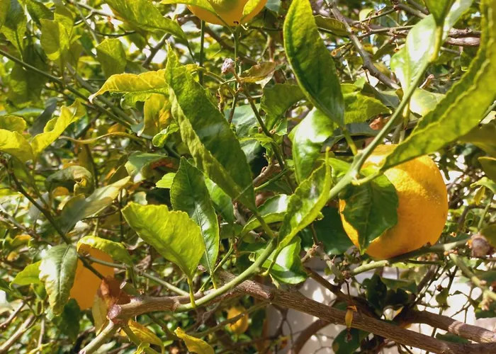 Willa Villino San Martino